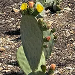 Fiori Di Cactus Casa vacanze