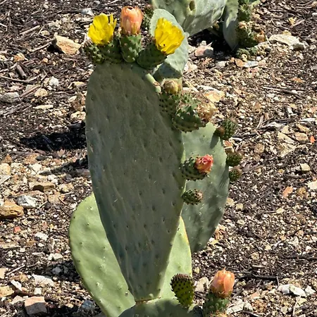 Fiori Di Cactus Casa vacanze